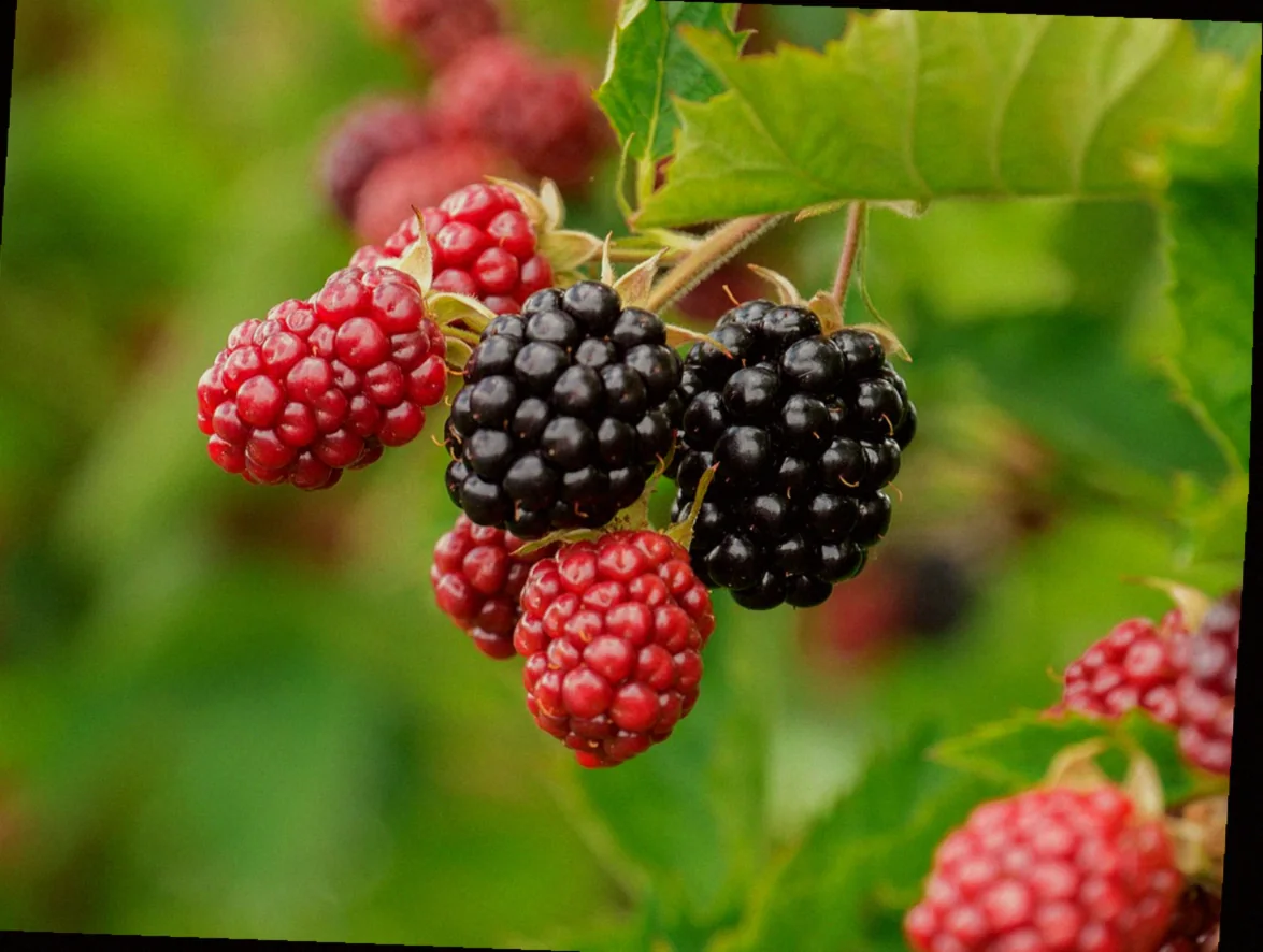 ավանդական աղցաններ հայկական խոհանոցում 11