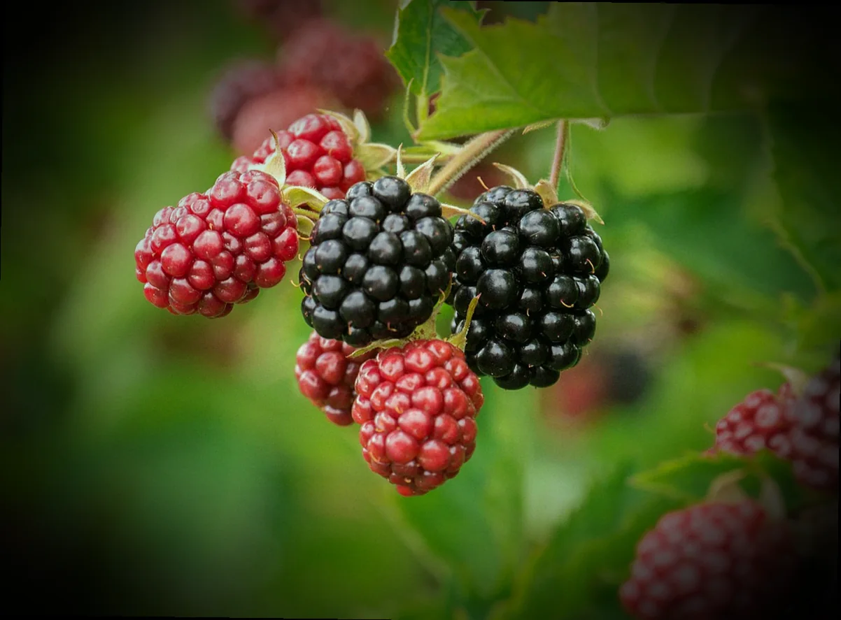 հայկական չրերի խառնուրդ՝ բաղադրատոմս 11