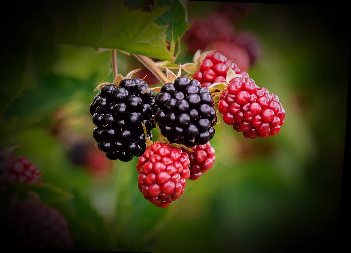 ինչպես պատրաստել ղավուրմա տանը 11