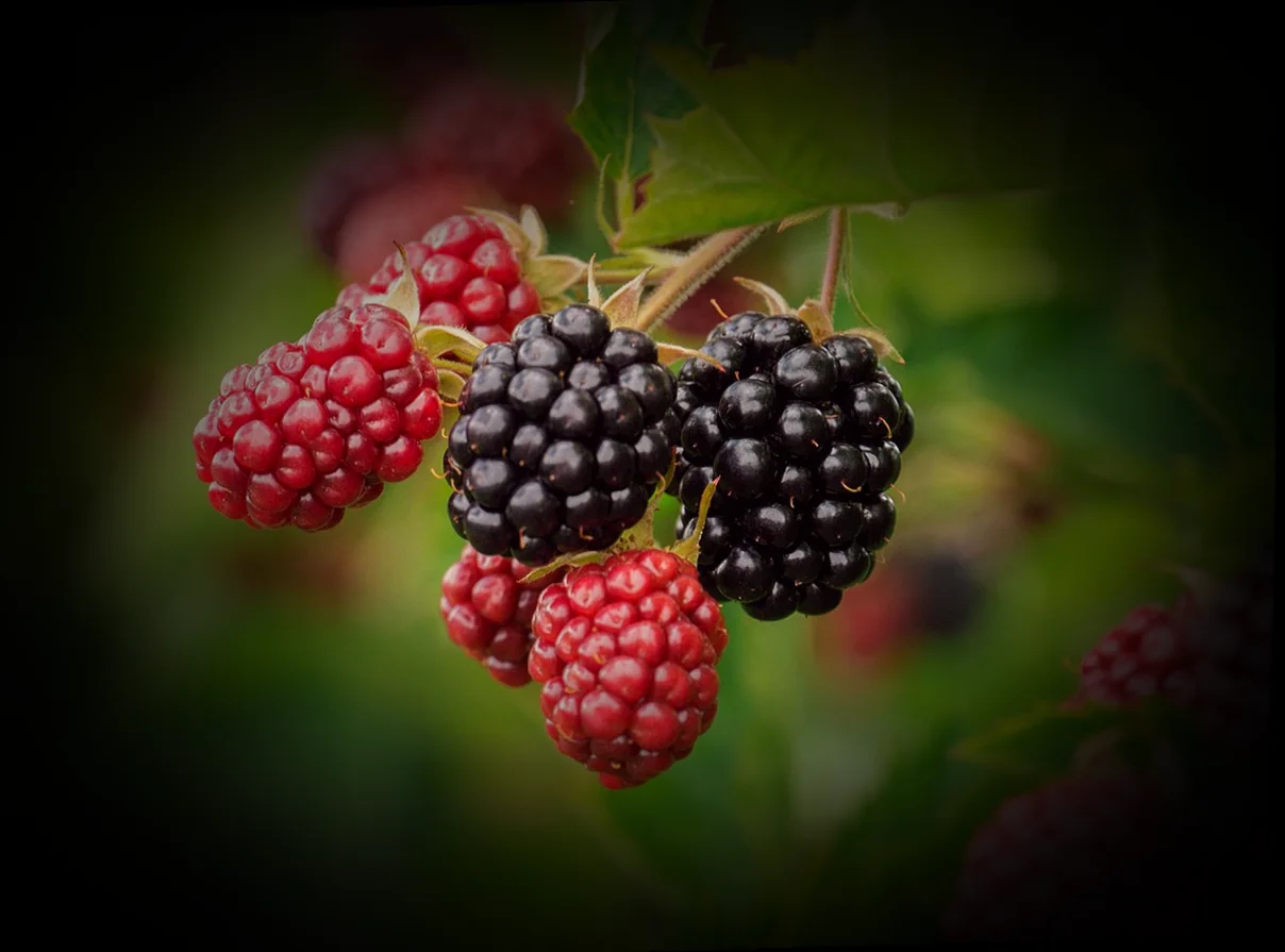 ինչպես պատրաստել լոլիկի հյութ տանը 11