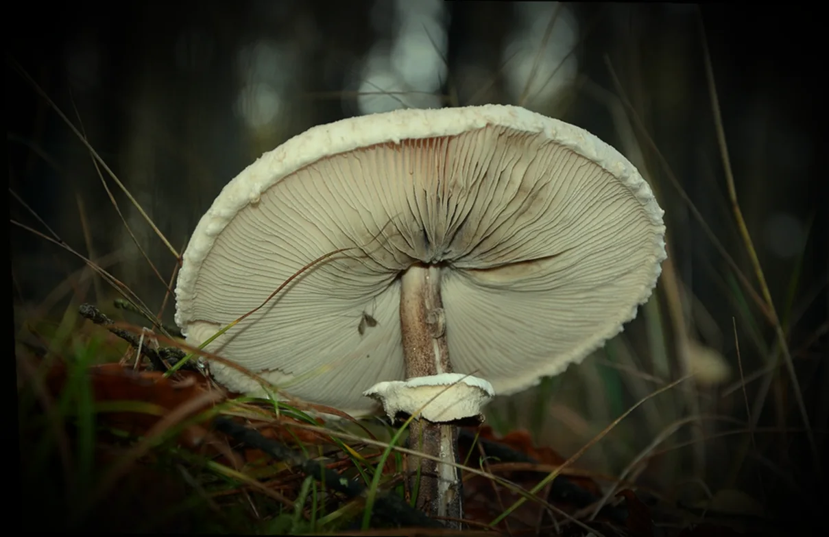 Խորովել - ինչպես պատրաստել ժենգյալով հաց պատրաստելու գաղտնիքները