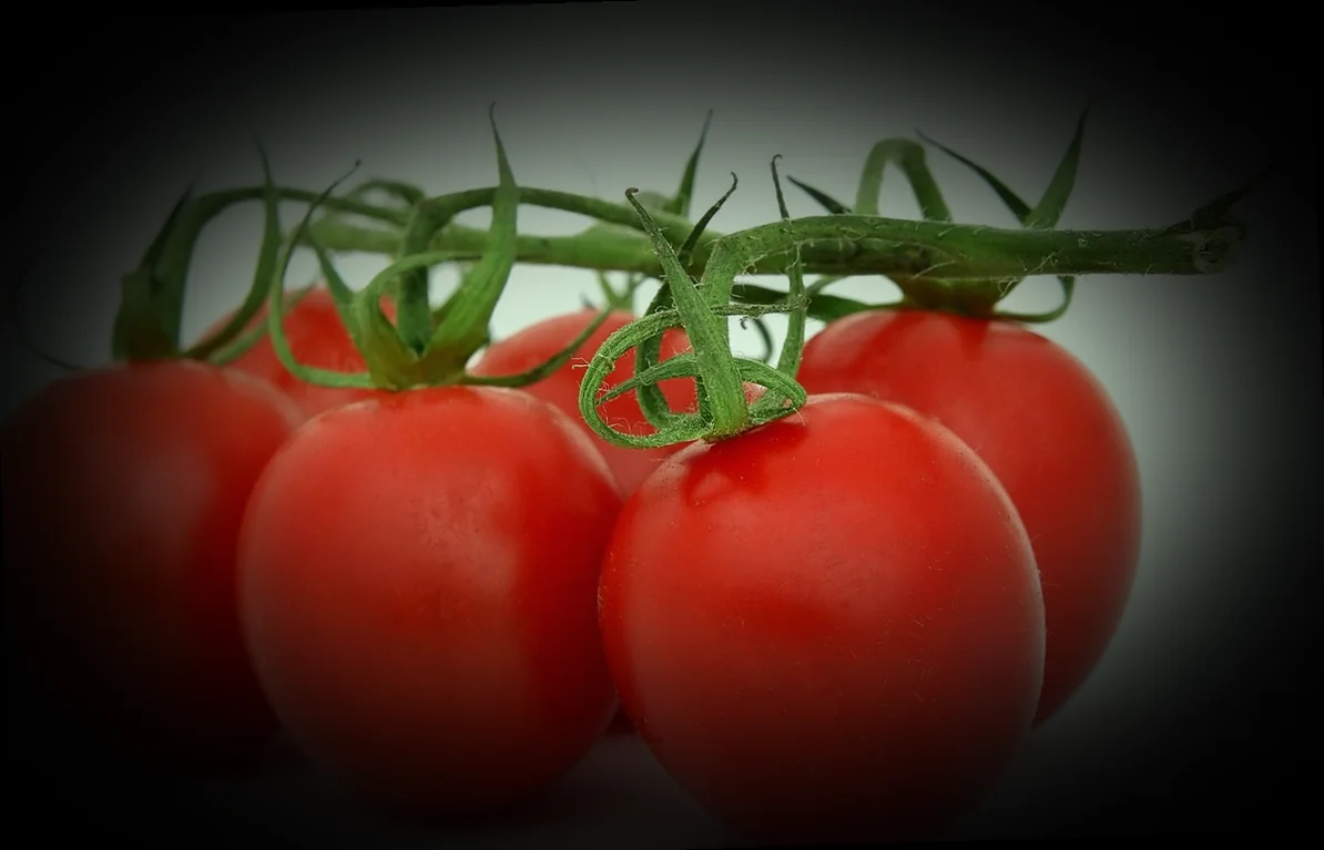 իշլի քյուֆթա 10