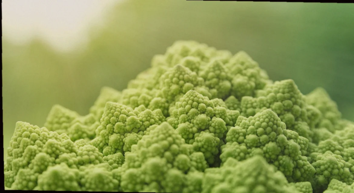 իշլի քյուֆթա 6