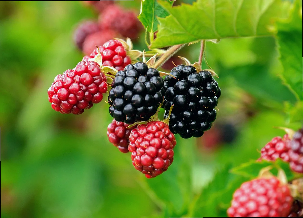 կաղամբով թթվի ջրի համար անհրաժեշտ բաղադրիչները 11