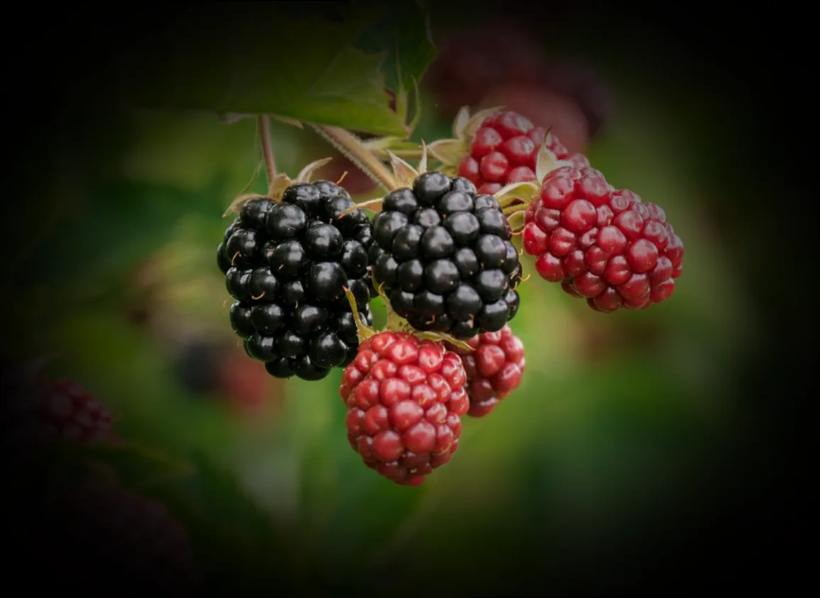 տապակած սիգ ձուկ 11