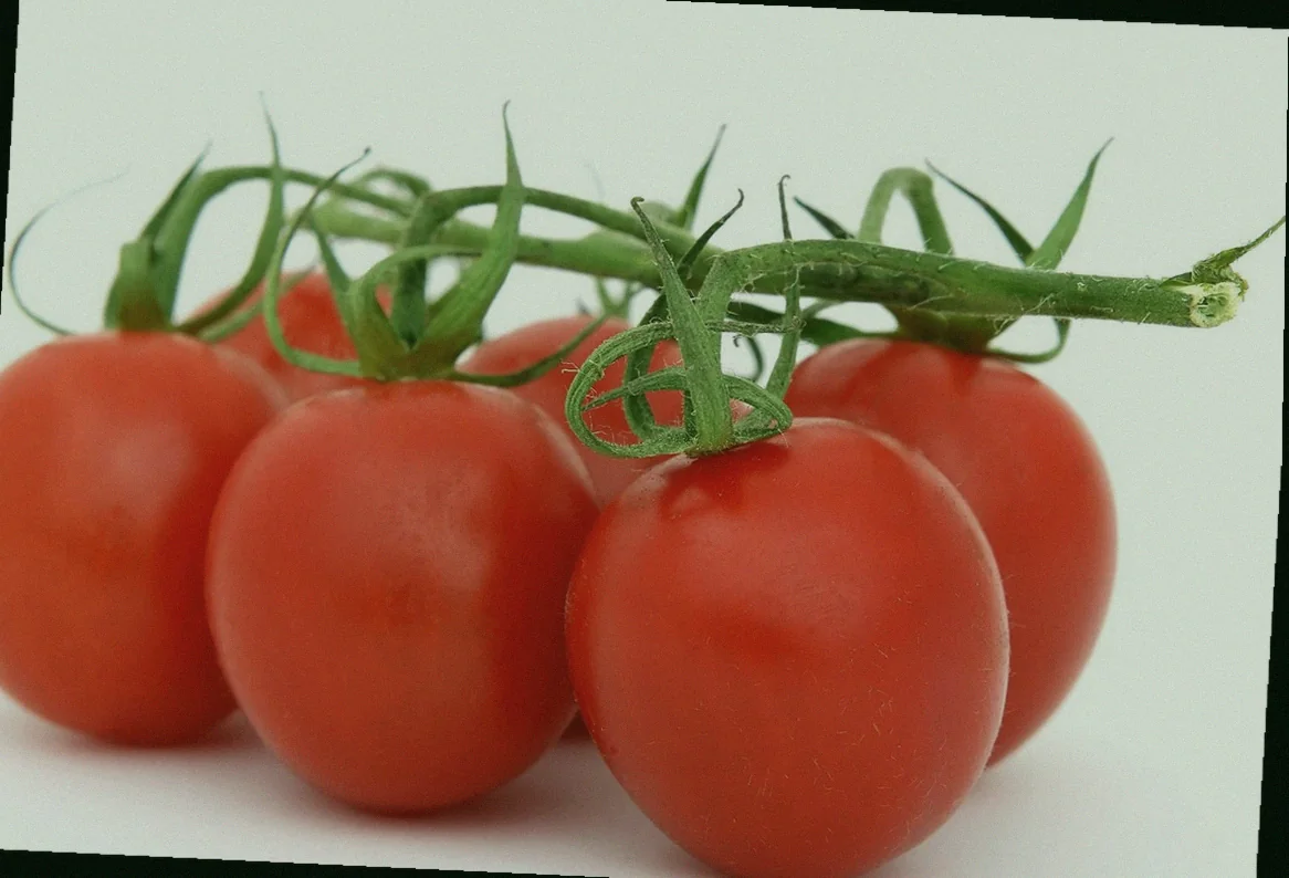 թթու ճարպիկի ճիշտ պահպանում 10