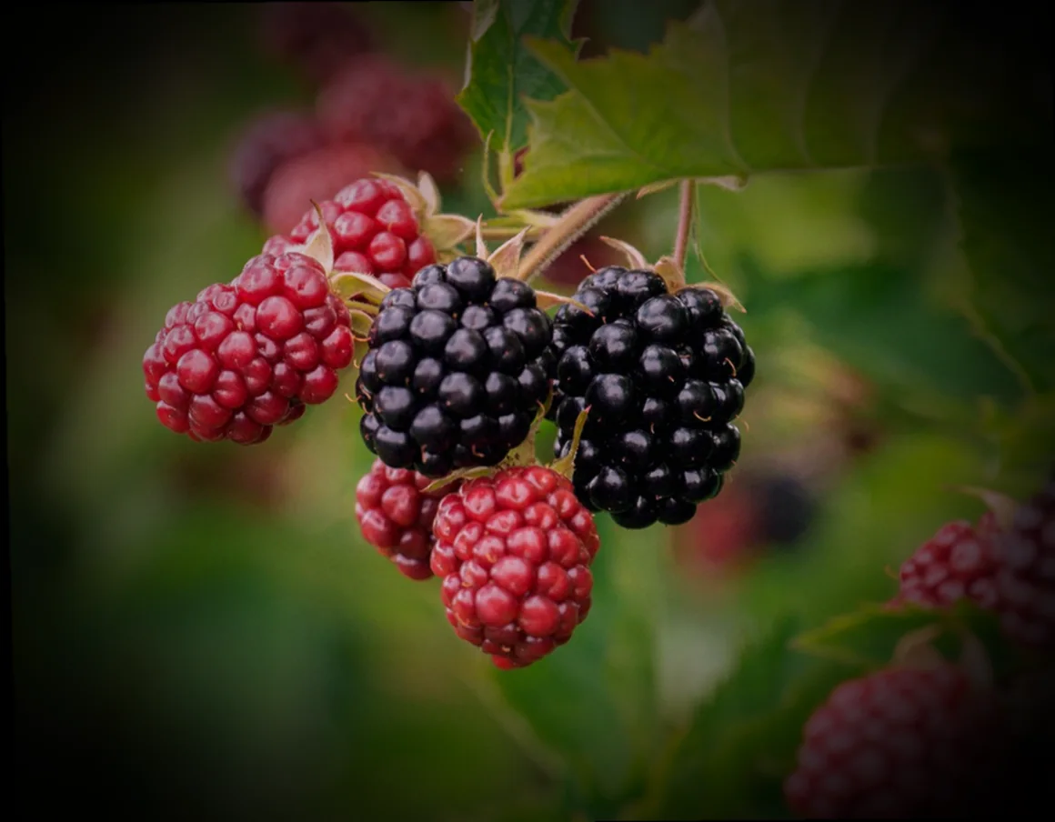 թթու ճարպիկի ճիշտ պահպանում 11